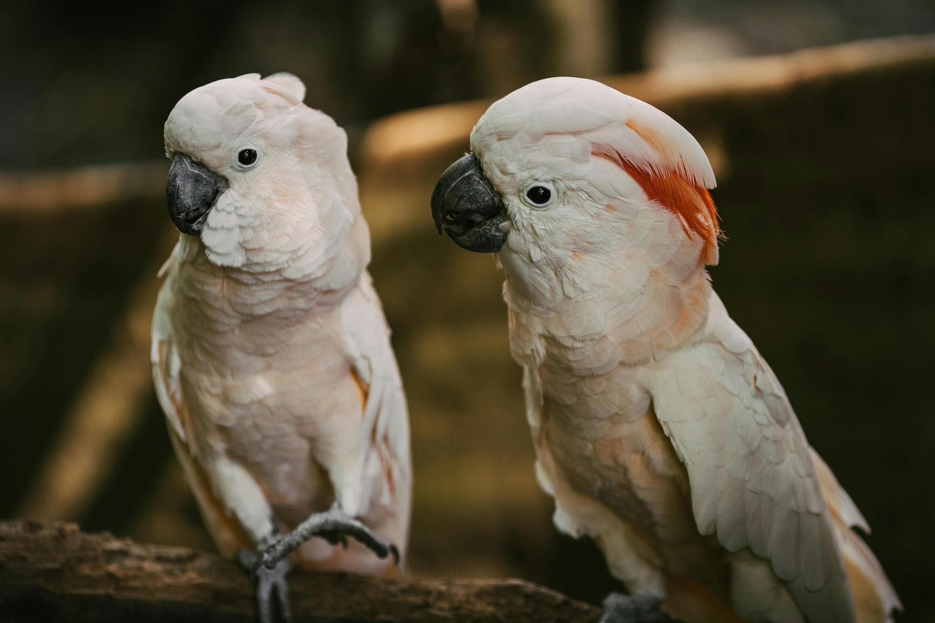 Specialist Vets in Fulham