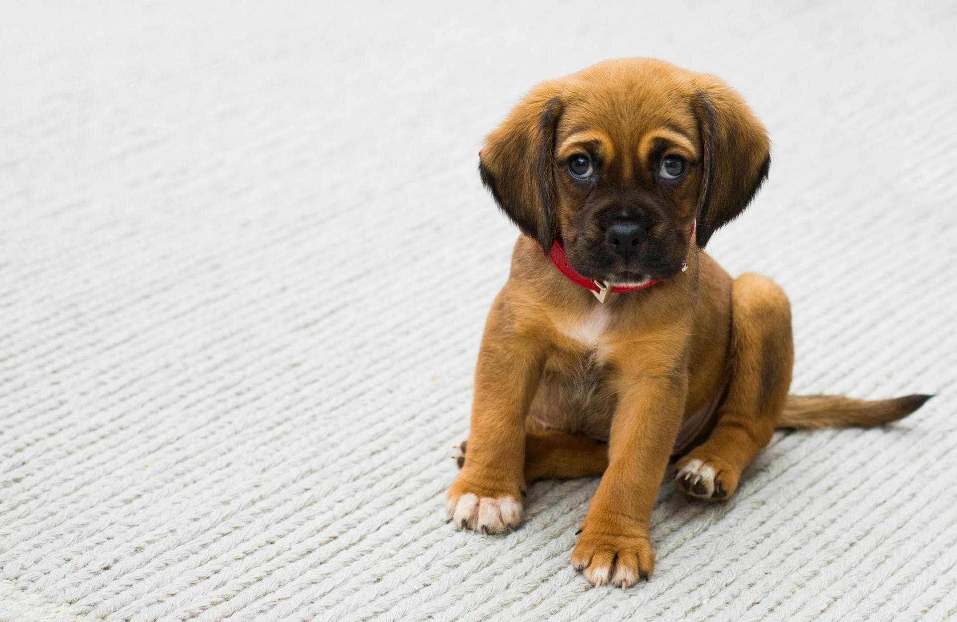Dog Puppy Vaccinations Kennel Cough Prices in Fulham