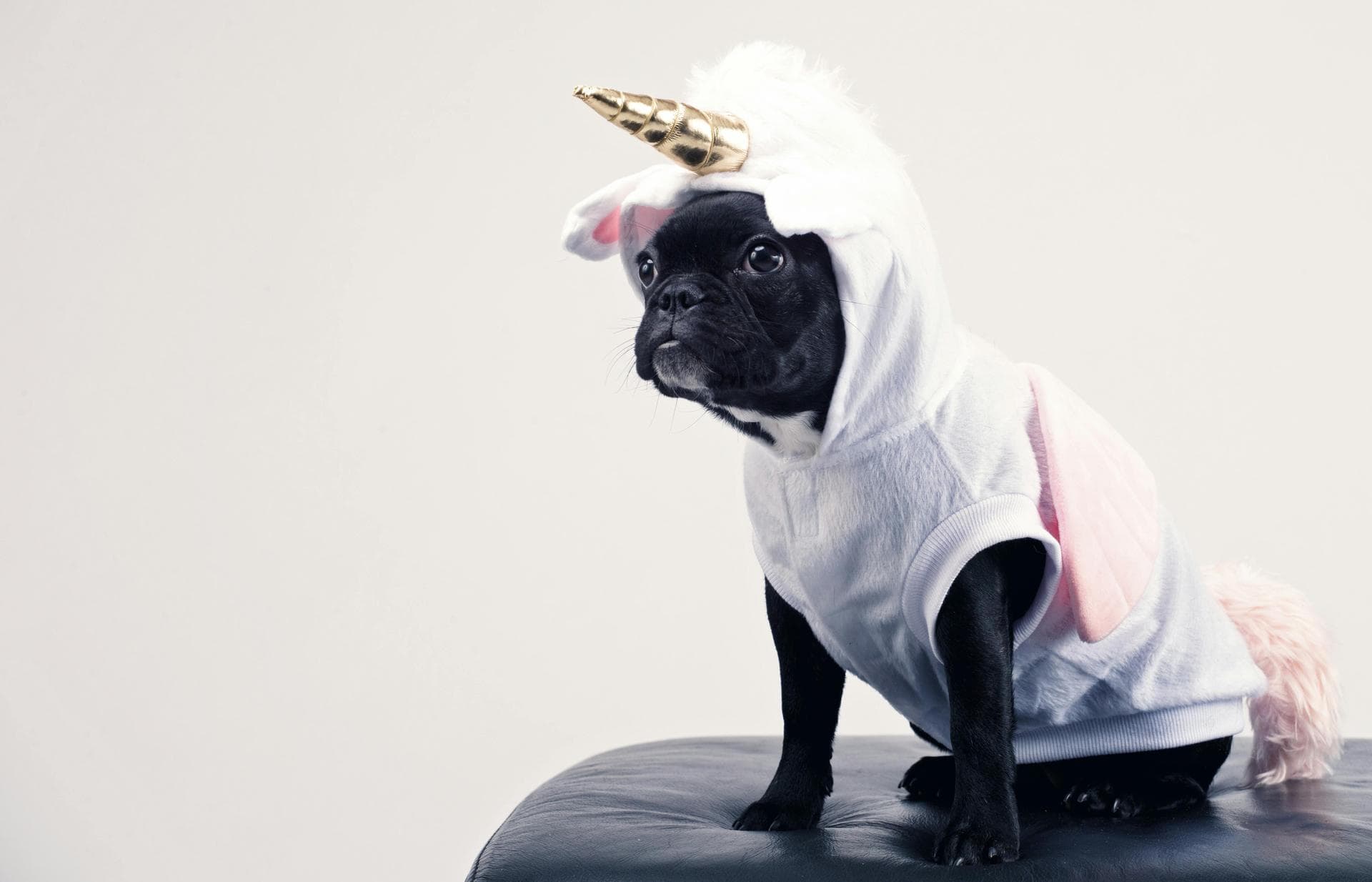 Dog Spay Castrate Neutering Prices in Fulham