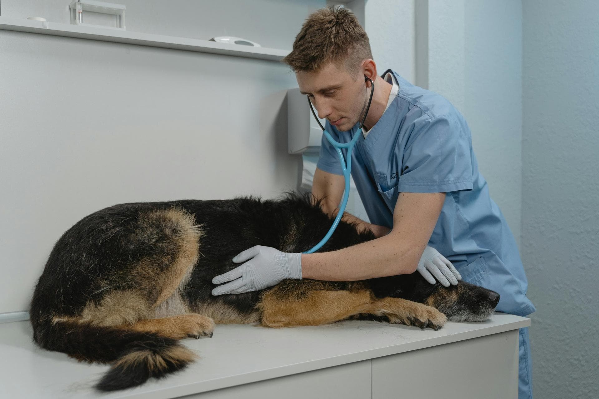 Emergency vets in Fulham